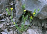 Linum corymbulosum