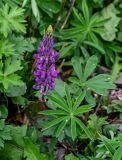 Lupinus polyphyllus. Соцветие и листья. Сахалин, г. Южно-Сахалинск, горнолыжный комплекс \"Горный воздух\", опушка смешанного леса. 09.08.2023.