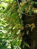 Polypodium cambricum. Спороносящие растения. Грузия, Аджария, национальный парк \"Мтирала\", поросший мхами ствол дерева. 17.06.2023.