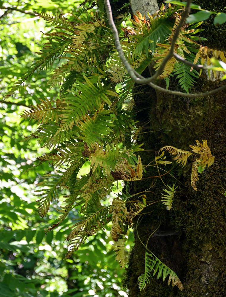 Изображение особи Polypodium cambricum.