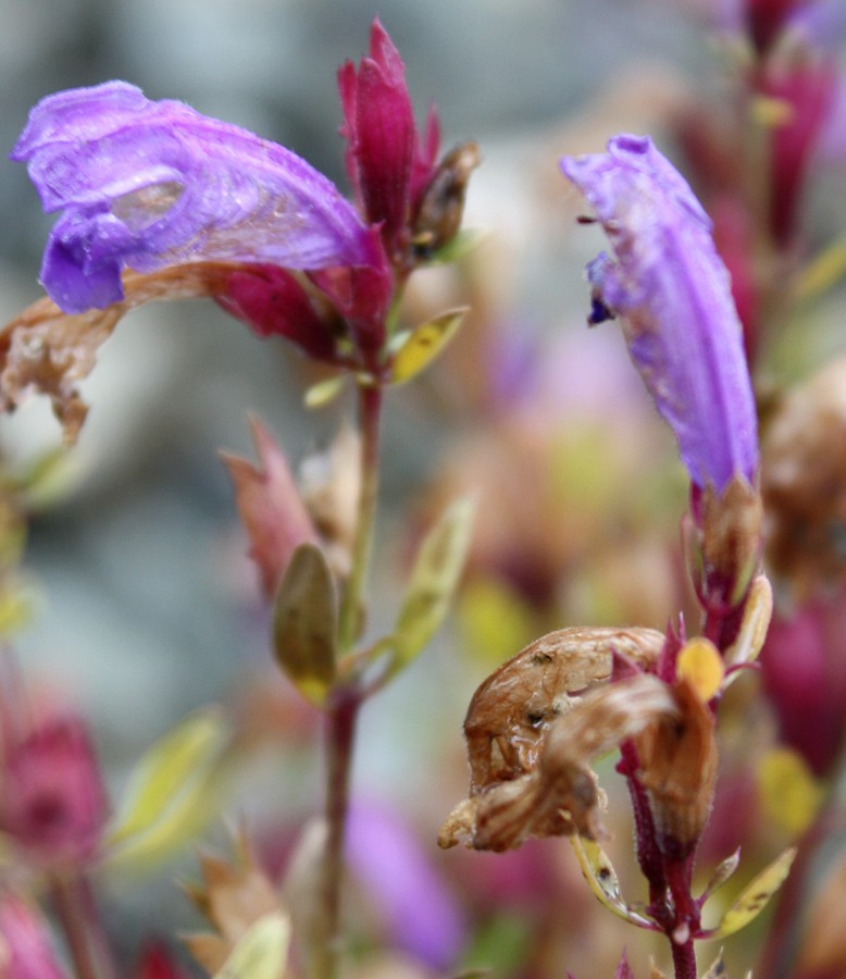 Изображение особи Dracocephalum peregrinum.