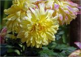 Chrysanthemum indicum