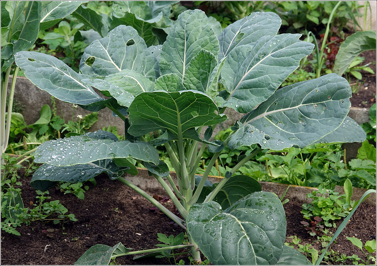 Image of Brassica oleracea var. gemmifera specimen.