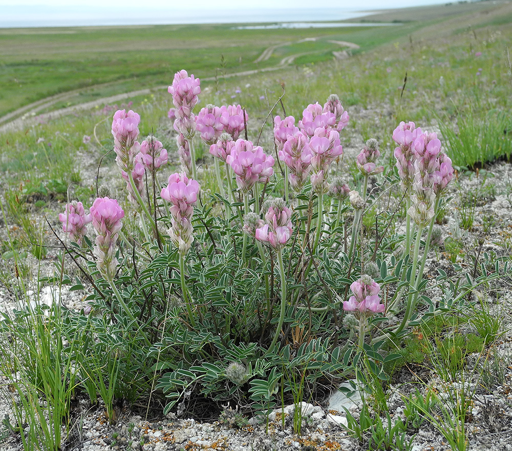 Image of Hedysarum setigerum specimen.