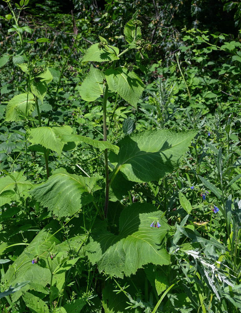 Изображение особи Telekia speciosa.