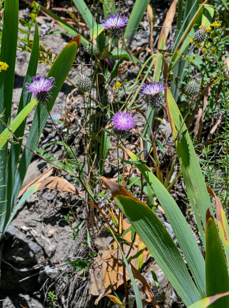 Изображение особи Cousinia waldheimiana.