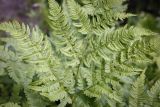 Pteridium pinetorum. Част вайи. Пермский край, г. Пермь, Ленинский р-н, станция Блочная, берма насыпи. 18.06.2023.