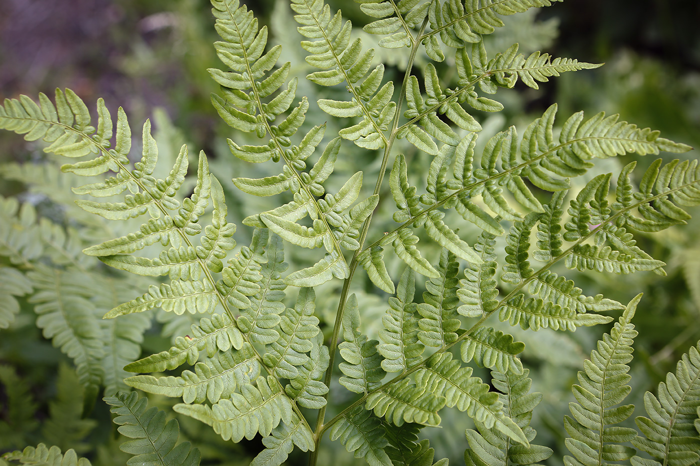 Изображение особи Pteridium pinetorum.