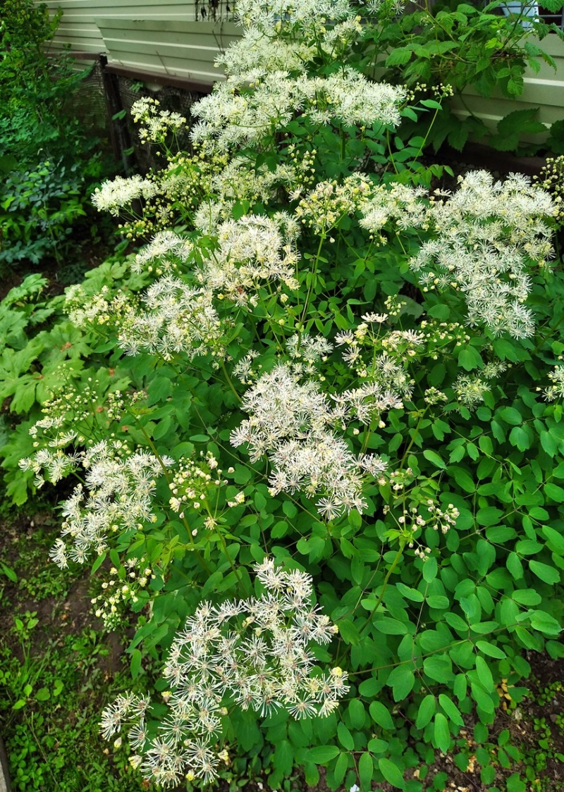 Изображение особи Thalictrum contortum.