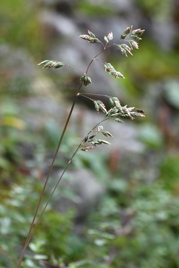 Image of Poa alpina specimen.