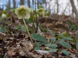 Helleborus caucasicus. Цветущее растение. Краснодарский край, Крымский р-н, окр. станицы Неберджаевская, ур. Малый Яр, буково-грабово-дубовый лес. 23.02.2024.