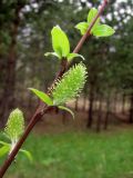 Salix myrsinifolia. Побег с женскими соцветиями. Томск, окр. пос. Сосновый Бор, опушка берёзово-соснового леса. 18.05.2012.