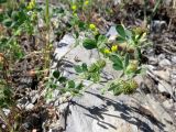 Medicago minima