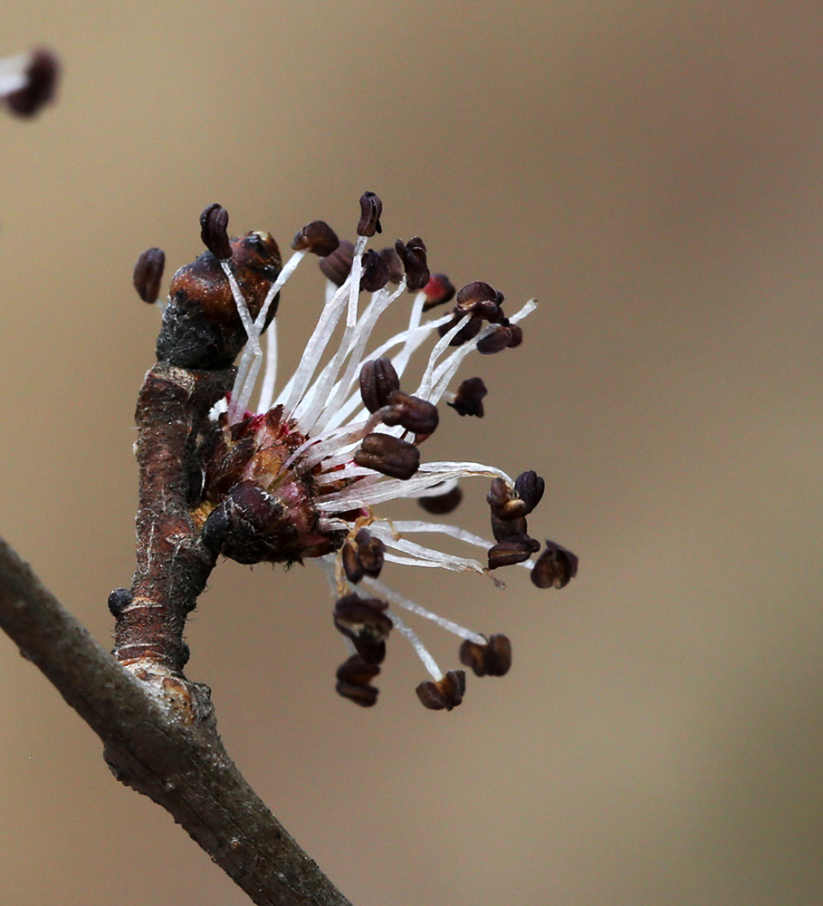 Изображение особи Ulmus macrocarpa.