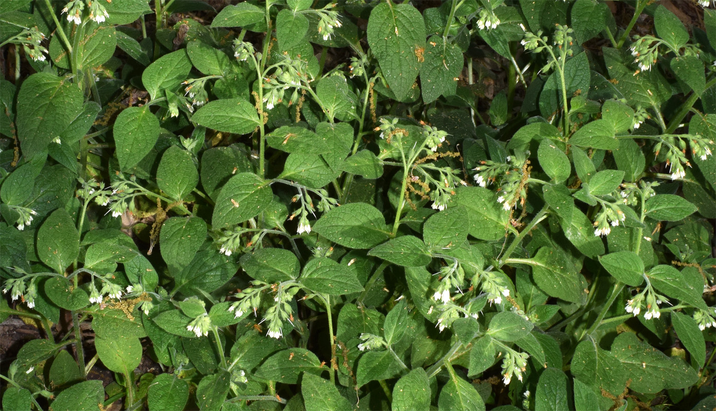 Image of genus Symphytum specimen.