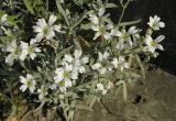 Cerastium tomentosum