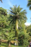 Jubaea chilensis