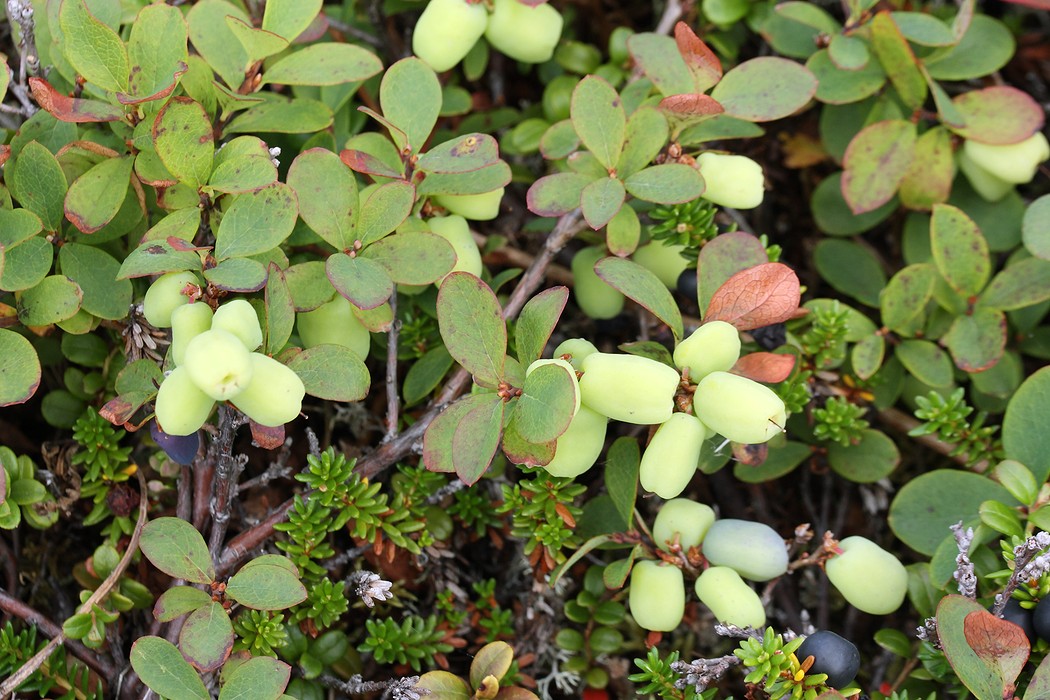 Image of Vaccinium uliginosum ssp. microphyllum specimen.