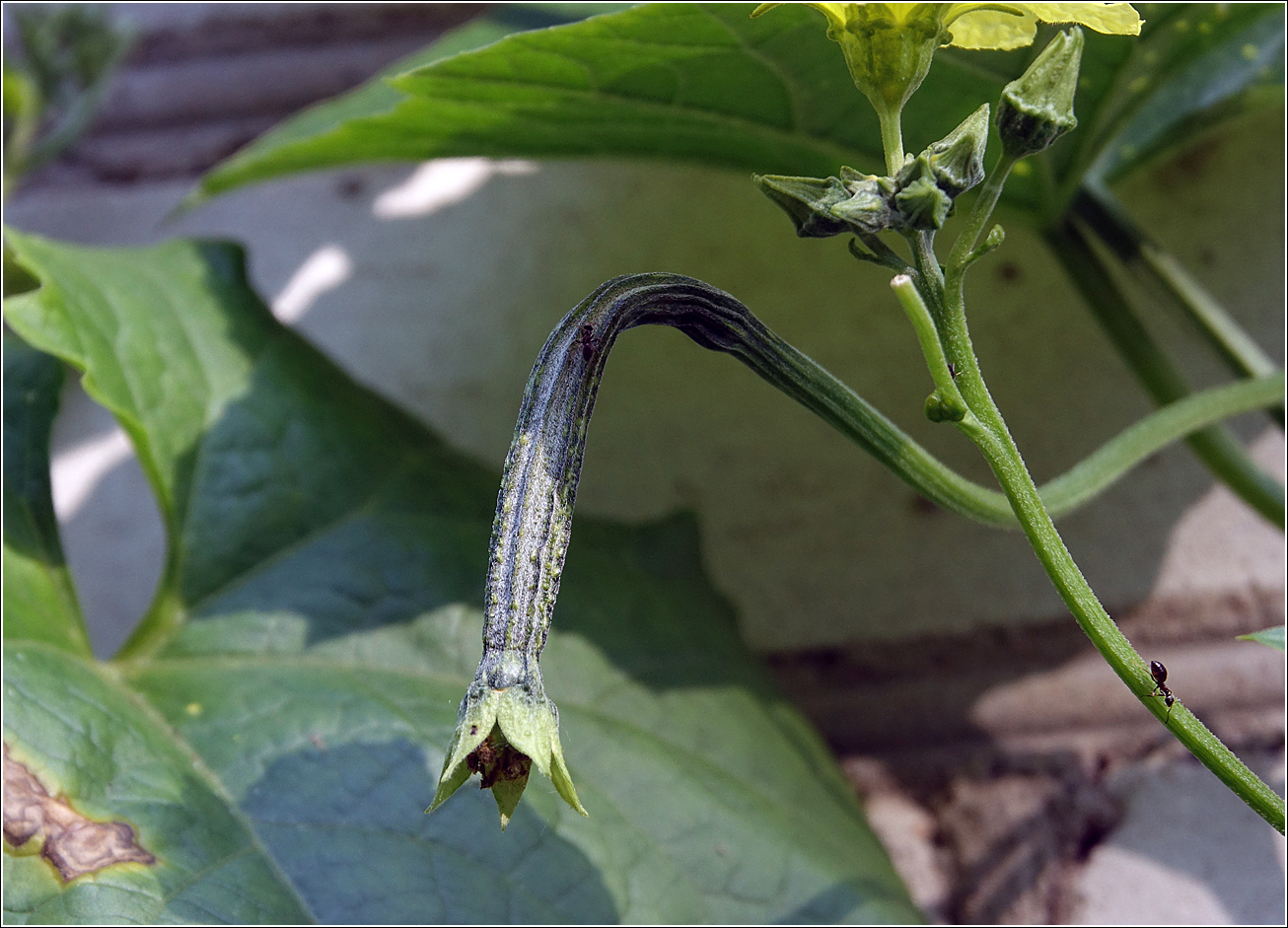 Изображение особи Luffa acutangula.