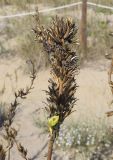 Oenothera glazioviana. Соплодие с раскрывшимися плодами и сохранившимся цветком. Испания, Каталония, пров. Жирона, комарка Баш Эмпорда, муниципалитет Тороэлья-де-Монгри, окр. устья р. Тер, подножие тылового склона дюны, возле дюнозакрепляющего забора. 21.10.2024.