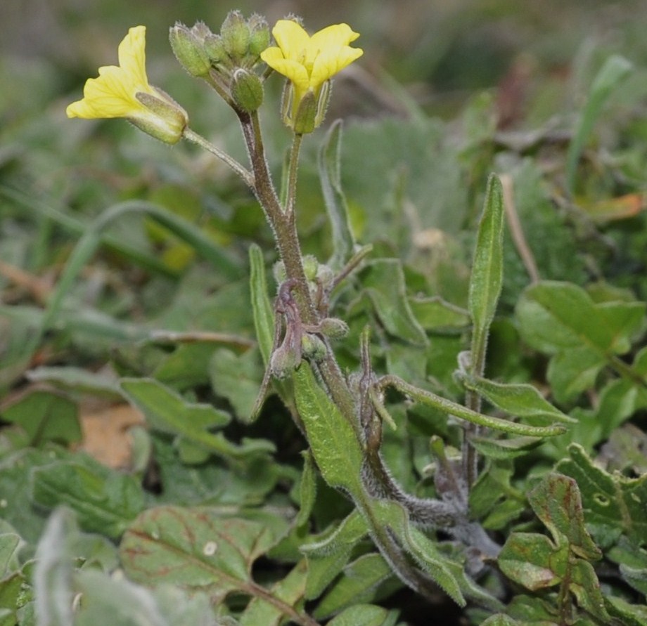 Image of familia Brassicaceae specimen.