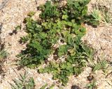 Thalictrum minus