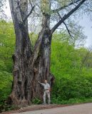 genus Populus