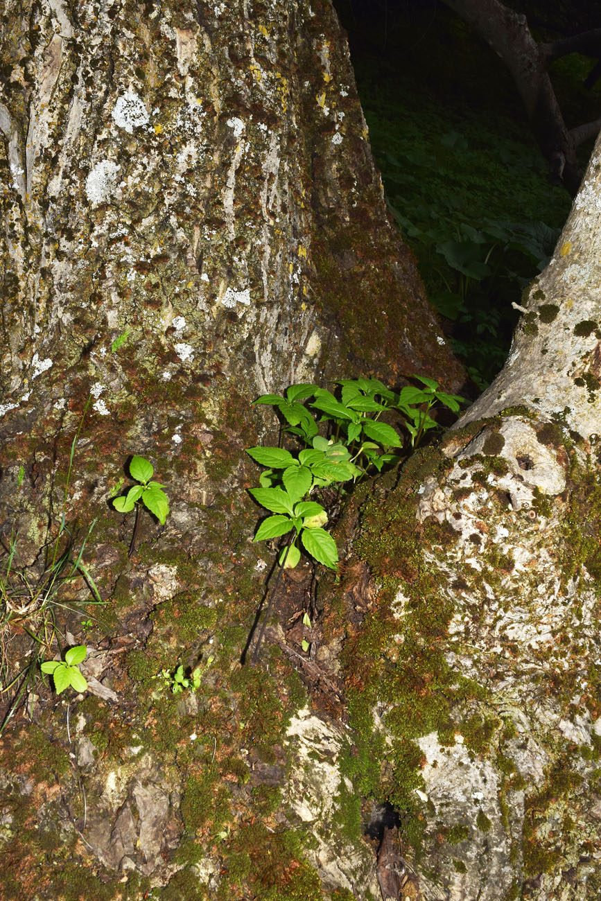 Image of Impatiens parviflora specimen.