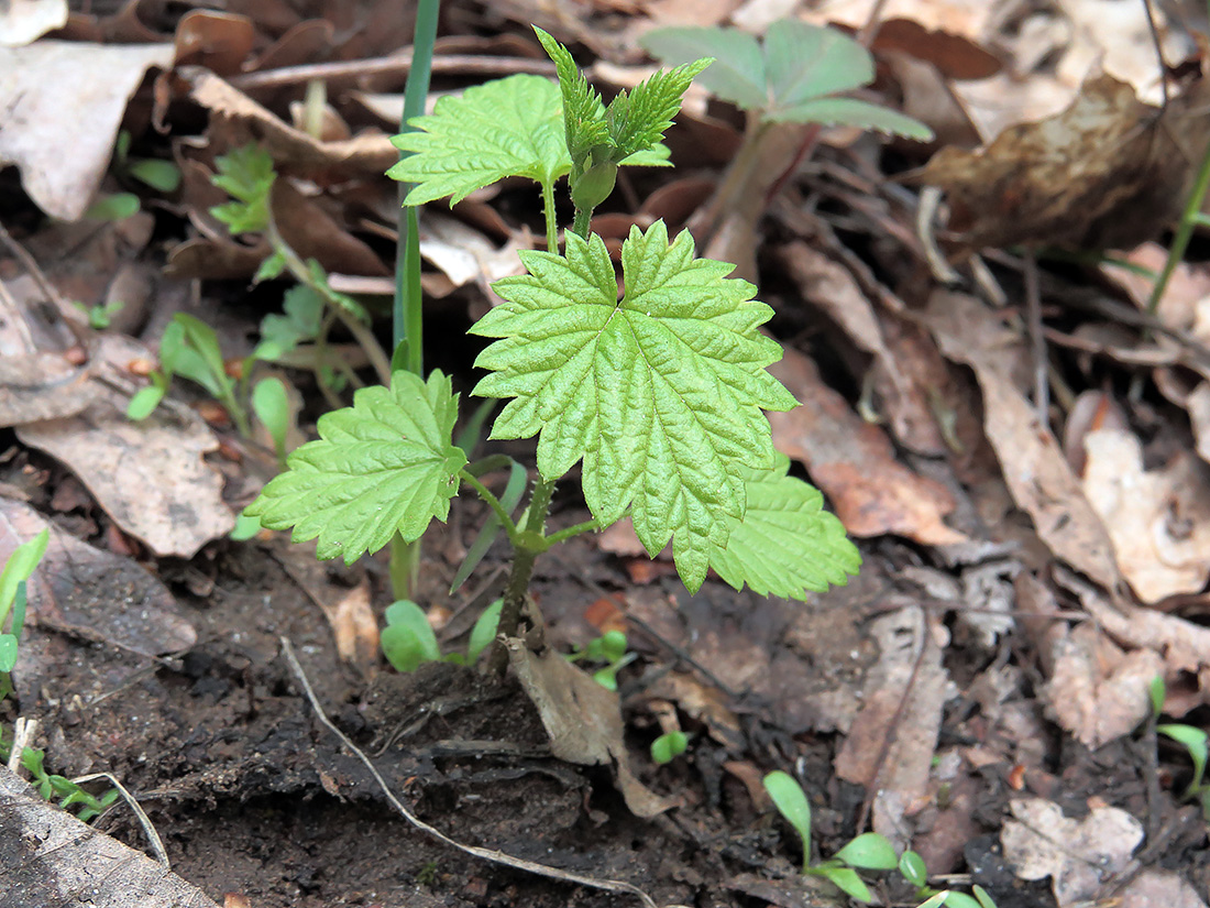 Image of Humulus lupulus specimen.