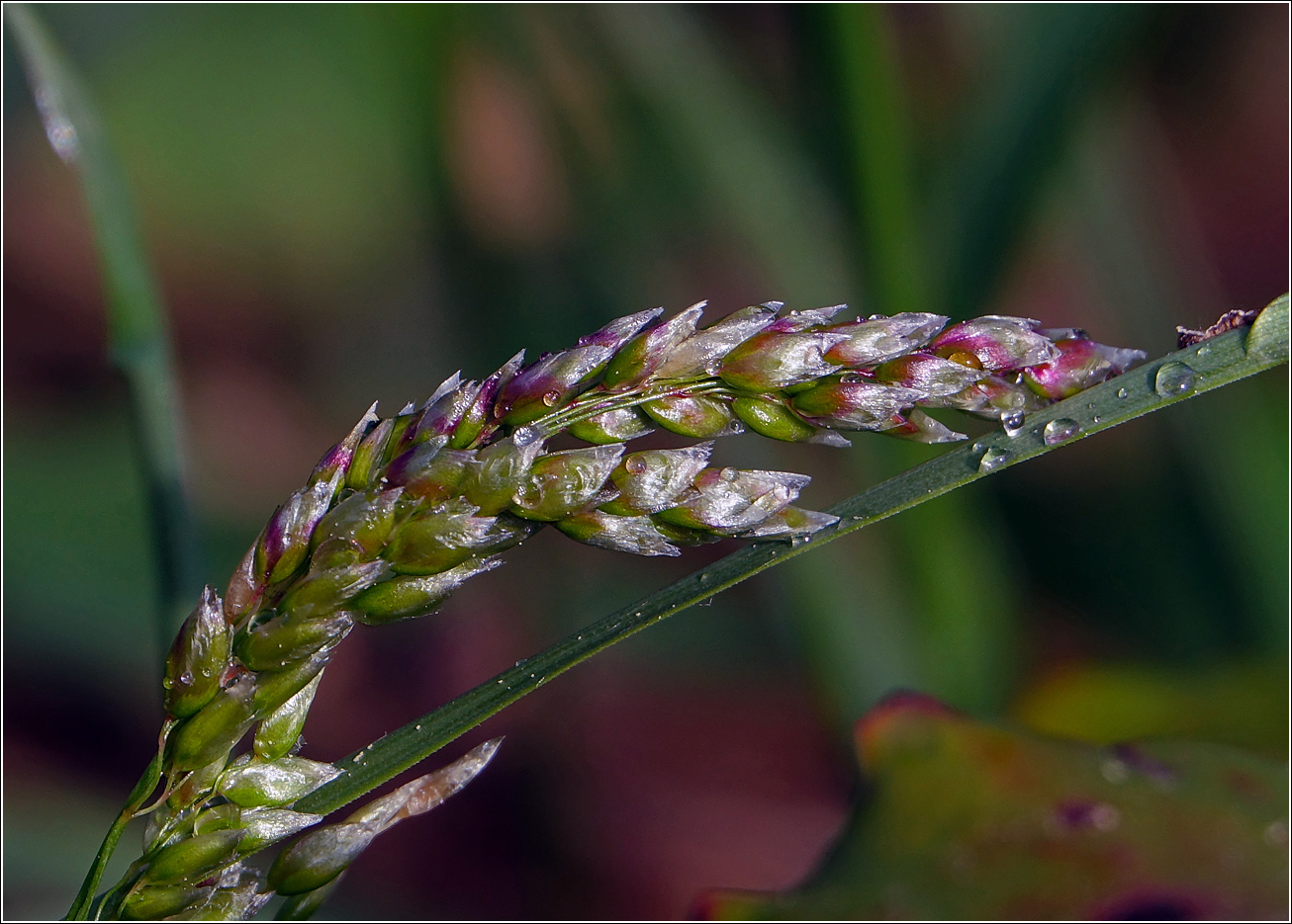Image of Hierochloe odorata specimen.