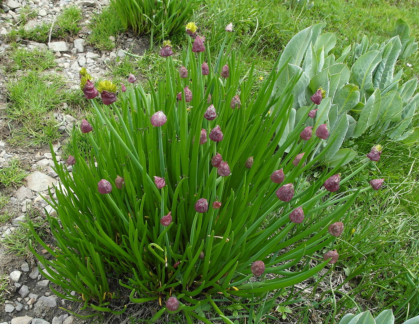 Image of Allium fedtschenkoanum specimen.