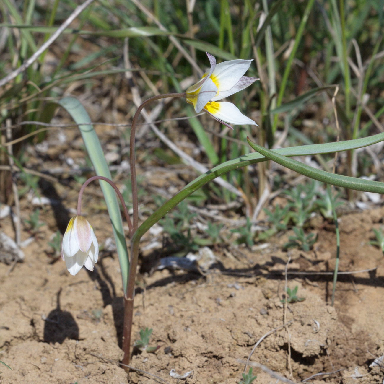 Image of Tulipa biflora specimen.