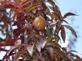 Prunus cerasifera var. pissardii