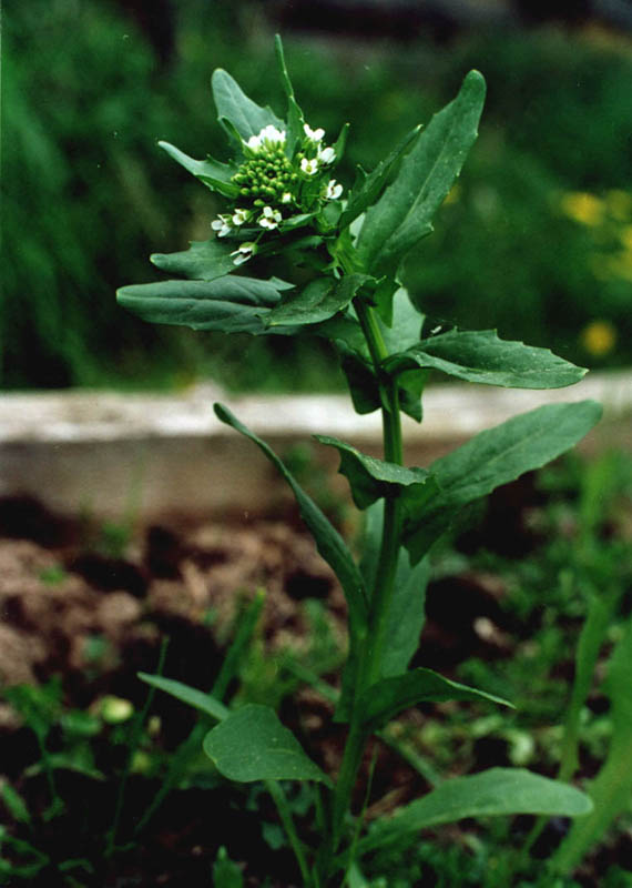 Image of Thlaspi arvense specimen.