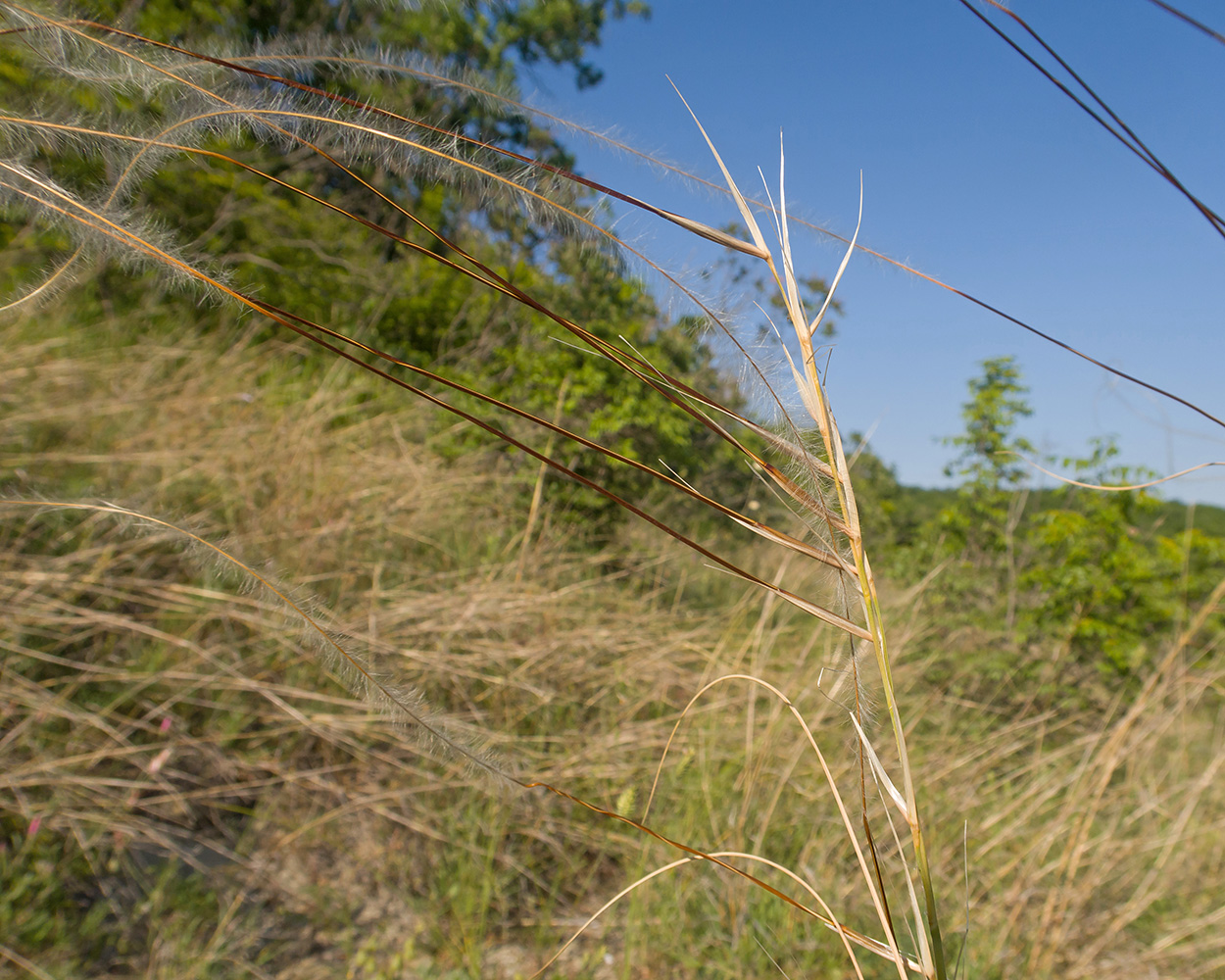 Image of Stipa pulcherrima specimen.