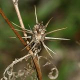 Centaurea iberica. Соплодие. Республика Абхазия, окр. г. Сухум, р. Гумиста. 26.08.2009.