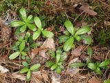Chimaphila umbellata