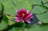 Nymphaea × marliacea