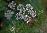Coriandrum sativum. Соцветия. Московская обл., Раменский р-н, окр. дер. Хрипань, садовый участок. 29.07.2025.