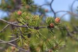 Pinus friesiana. Ветвь с микростробилами. Мурманск, Октябрьский р-н, смешанный лес. 24.06.2025.