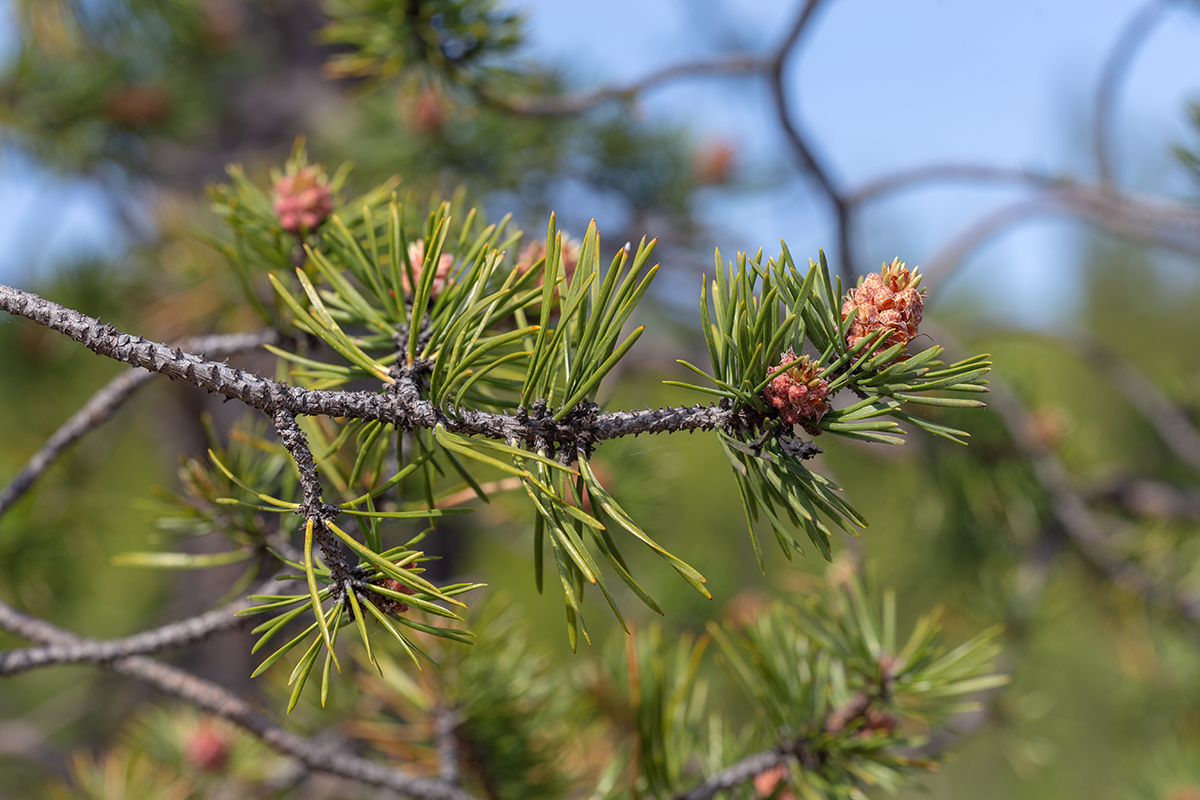 Image of Pinus friesiana specimen.
