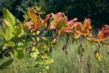 Berberis vulgaris