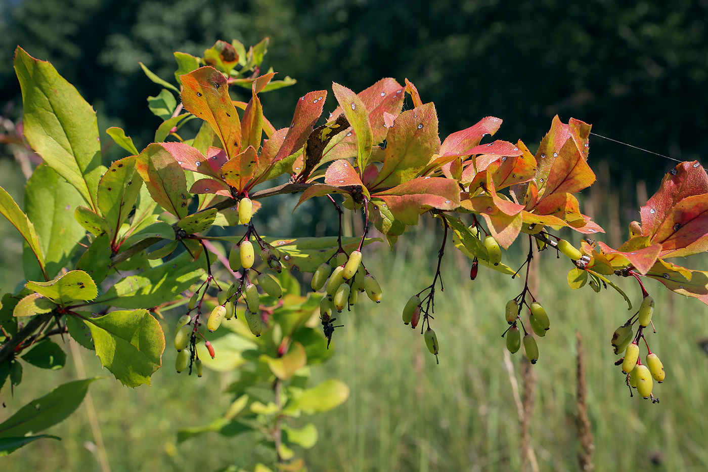 Изображение особи Berberis vulgaris.