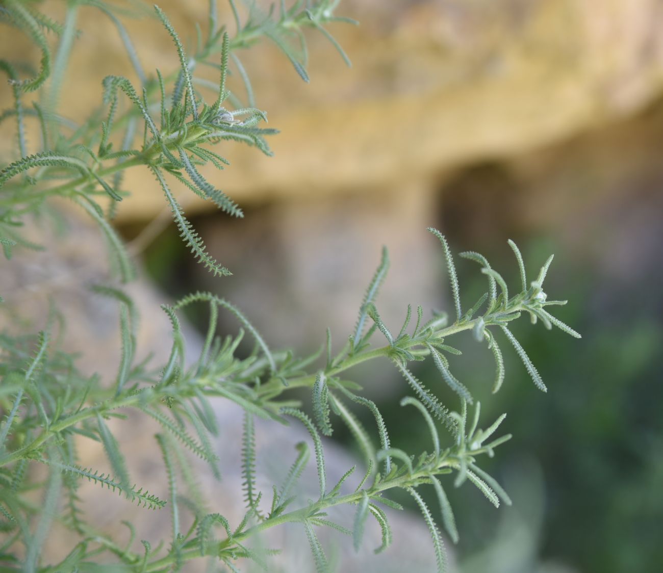 Image of Achillea wilhelmsii specimen.