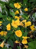 род Oenothera. Цветущие растения. Калининградская обл., г. Зеленоградск, клумба. 24.07.2025.