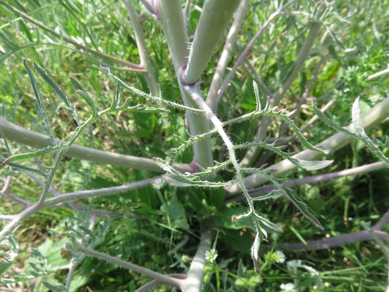 Изображение особи Crambe tataria.