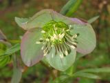 Helleborus purpurascens