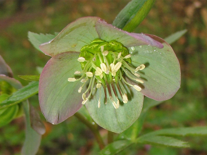 Image of Helleborus purpurascens specimen.