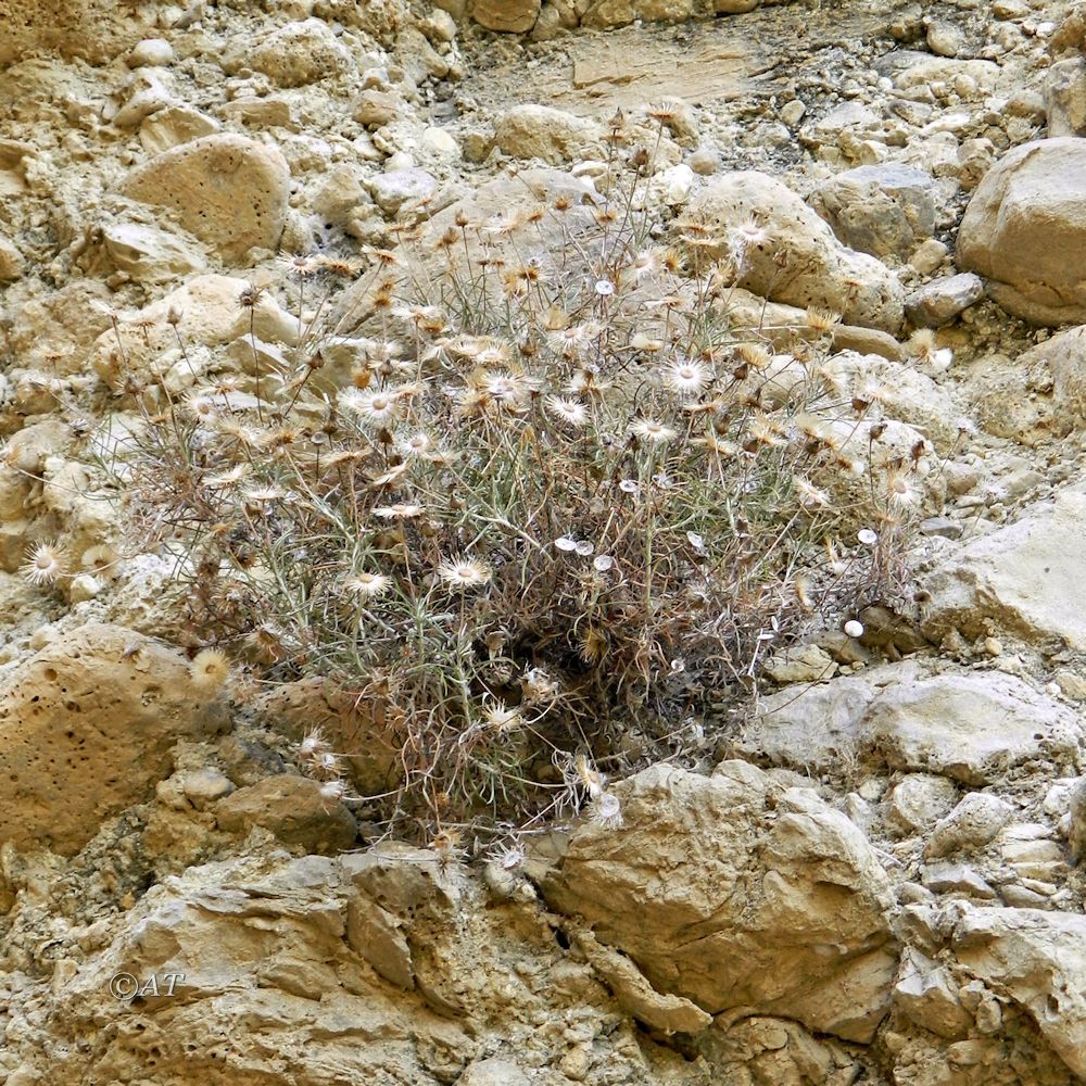 Image of genus Phagnalon specimen.