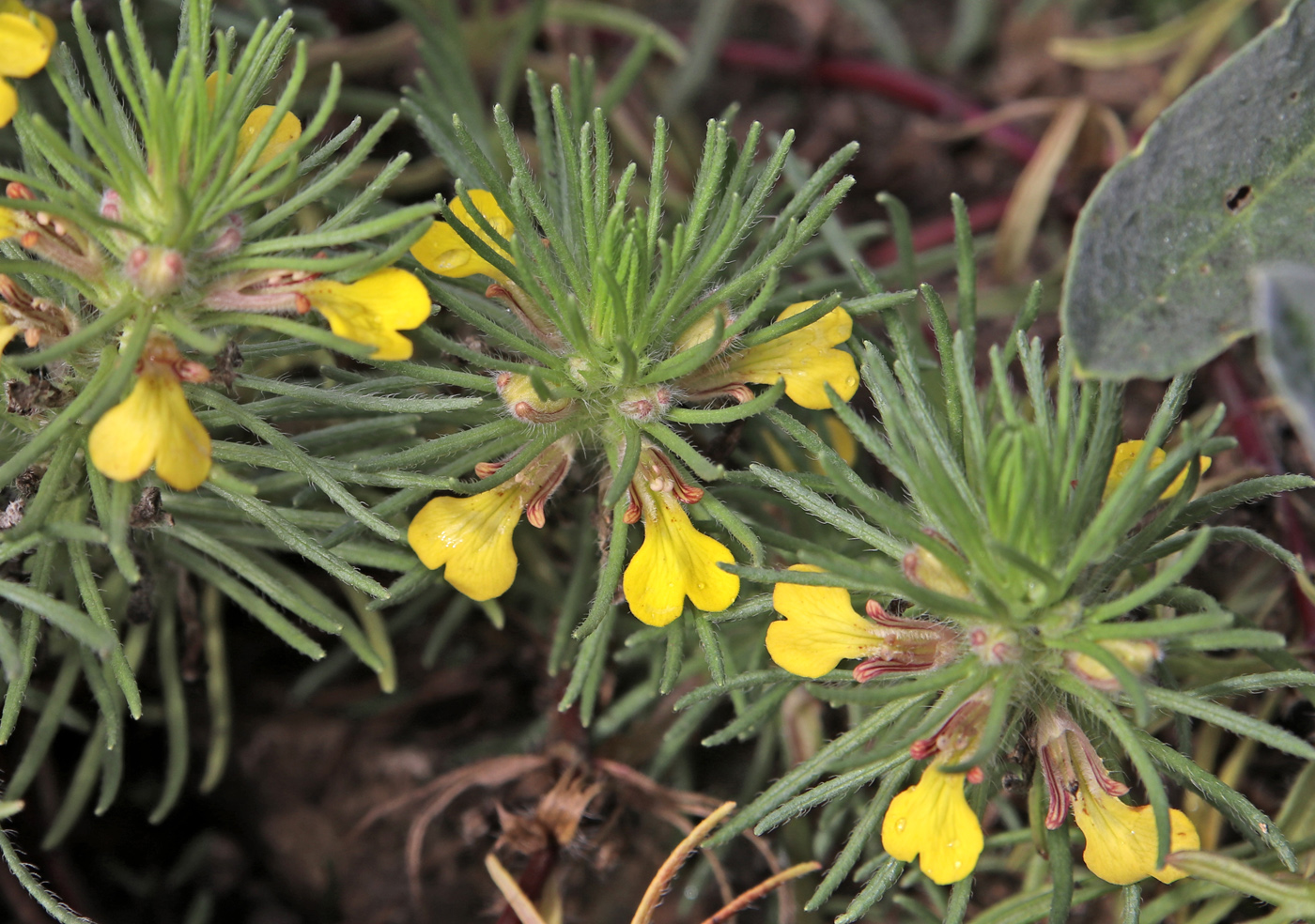 Image of Ajuga chia specimen.